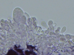 Peniophorella pubera