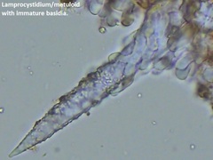 Peniophorella pubera