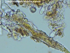 Peniophorella pubera