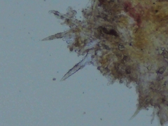 Peniophorella pubera