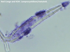 Peniophorella pubera