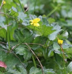 Ranunculus muricatus