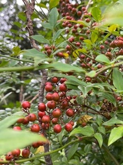 Nandina