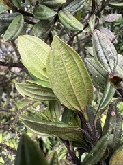 Miconia gleasoniana