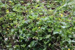 Ranunculus muricatus