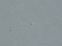 Peniophorella pubera