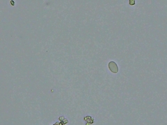 Peniophorella pubera