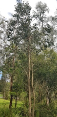 Eucalyptus polyanthemos