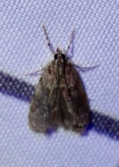 Scoparia basalis