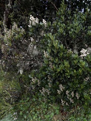 Miconia gleasoniana