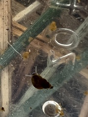 Pyrgulopsis bacchus