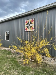 Forsythia × intermedia