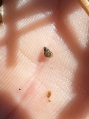 Pyrgulopsis bacchus