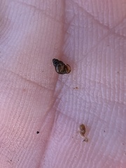 Pyrgulopsis bacchus
