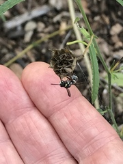 Parancistrocerus minimoferus