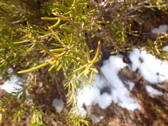 Orites acicularis