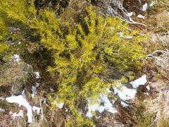 Orites acicularis