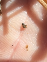 Pyrgulopsis bacchus