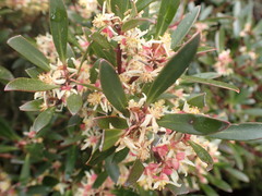 Tasmannia lanceolata