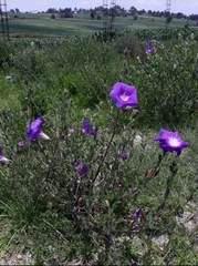 Ipomoea stans