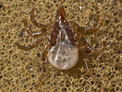 Ixodes cornuatus