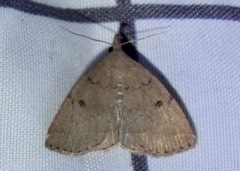 Zanclognatha protumnusalis