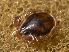 Ixodes cornuatus