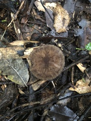 Pluteus perroseus