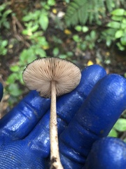 Pluteus perroseus