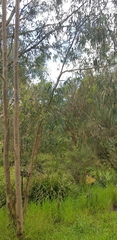 Eucalyptus ovata
