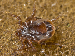 Ixodes cornuatus