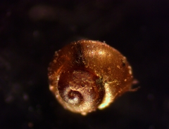 Image of Pupisoma dioscoricola
