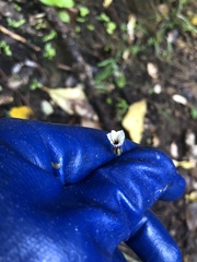 Sisyrinchium micranthum