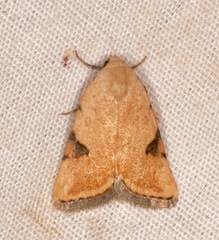 Micrathetis costiplaga