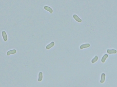 Peniophora incarnata