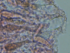 Peniophora incarnata