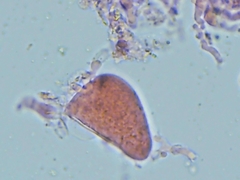 Peniophora incarnata