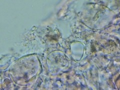 Peniophora incarnata