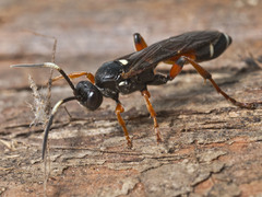 Ichneumon promissorius