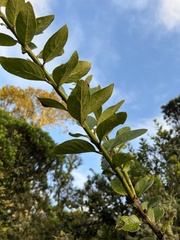 Macleania rupestris