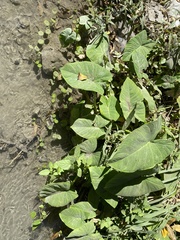 Xanthosoma robustum