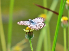 Burnsius orcus
