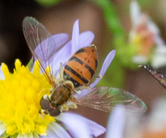 Toxomerus marginatus