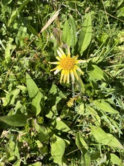 Arnica latifolia