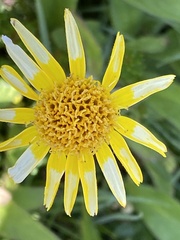 Arnica latifolia