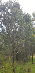 Eucalyptus polyanthemos