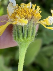 Arnica latifolia