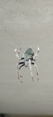 Eriophora edax