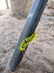 Leucanella viridescens