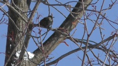 Sturnus vulgaris
